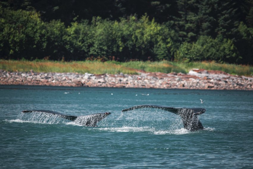 Two whale tails emerging from water